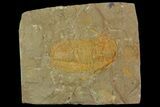 Protolenus Trilobite - Tinjdad, Morocco #138570-1